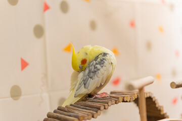Cockatiel parrot.Bird with crest.Cute animal photo.Yellow bird.Favorite pet.Funny parrot.Home pet...