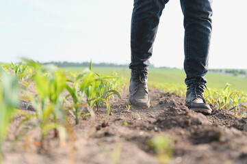 Farmer walking and inspecting young corn sprouts in cultivated field