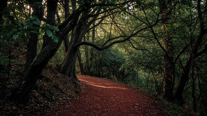 Fototapeta premium Mystical woodland path bathed in deep red hues