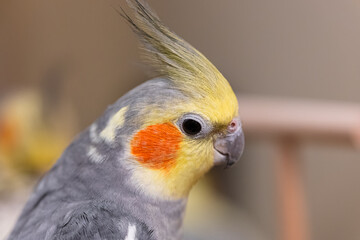 Beautiful photo of a bird. Ornithology.Funny parrot.Cockatiel parrot.
Home pet yellow...