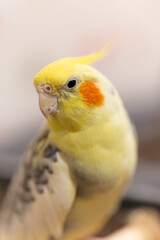 Cockatiel parrots.Funny parrots.Cockatiel pets.Bird with a crest.Cute animal.Funny bird.Cockatiel.Parrots are playing.
Caring for pets.Birds.Animals.Cute cockatiel.Home pet parrot.The best birds.
