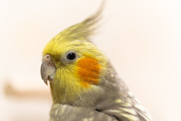 Cockatiel parrots.Funny parrots.Cockatiel pets.Bird with a crest.Cute animal.Funny...