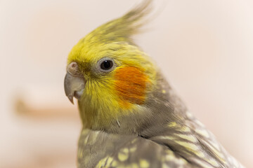 Beautiful photo of a bird. Ornithology.Funny parrot.Cockatiel parrot.
Home pet yellow...