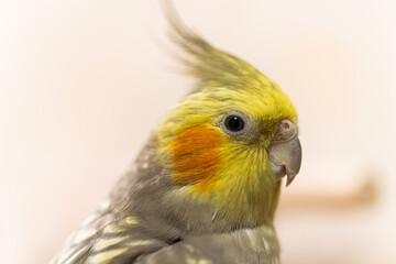 Cockatiel parrots.Funny parrots.Cockatiel pets.Bird with a crest.Cute animal.Funny...