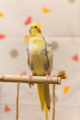 Cockatiel parrot.Bird with crest.Cute animal photo.Yellow bird.Favorite pet.Funny parrot.Home pet parrot.Cute pet parrot.Beautiful bird.Beautiful photo of a pet.Ornithology.Corella.Funny animal.