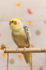 Cockatiel parrots.Funny parrots.Cockatiel pets.Bird with a crest.Cute animal.Funny bird.Cockatiel.Parrots are playing.
Caring for pets.Birds.Animals.Cute cockatiel.Home pet parrot.The best birds.
