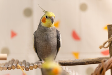 Beautiful photo of a bird. Ornithology.Funny parrot.Cockatiel parrot.
Home pet yellow...