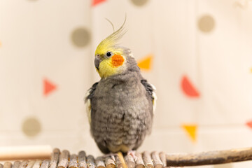 Cockatiel parrots.Funny parrots.Cockatiel pets.Bird with a crest.Cute animal.Funny...
