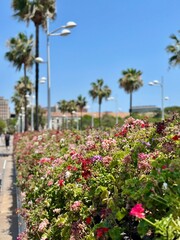 Fototapeta premium Flower bridge in Spain 