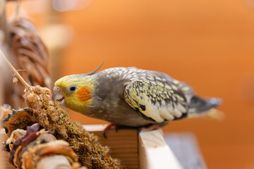 Cockatiel parrot.Bird with crest.Cute animal photo.Yellow bird.Favorite pet.Funny parrot.Home pet...