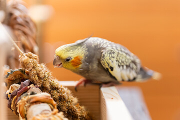 Beautiful photo of a bird. Ornithology.Funny parrot.Cockatiel parrot.
Home pet yellow...