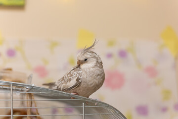 Beautiful photo of a bird. Ornithology.Funny parrot.Cockatiel parrot.
Home pet yellow...