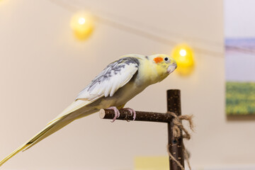 Cockatiel parrot.Bird with crest.Cute animal photo.Yellow bird.Favorite pet.Funny parrot.Home pet...