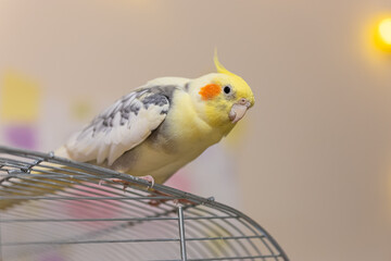 Cockatiel parrots.Funny parrots.Cockatiel pets.Bird with a crest.Cute animal.Funny...