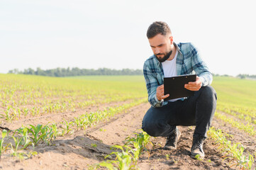Agronomist inspecting young corn seedlings in field with clipboard