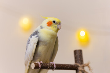Beautiful photo of a bird. Ornithology.Funny parrot.Cockatiel parrot.
Home pet yellow...