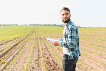 Agronomist inspecting young corn crop in cultivated field