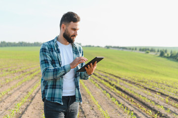 Agronomist using digital tablet while inspecting corn field