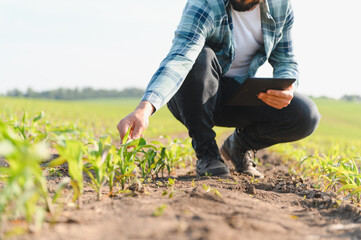 Farmer examining corn seedlings and holding tablet in cultivated field