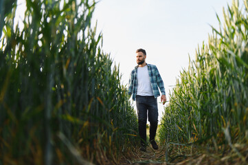 Agronomist walking through wheat field inspecting crop before harvest