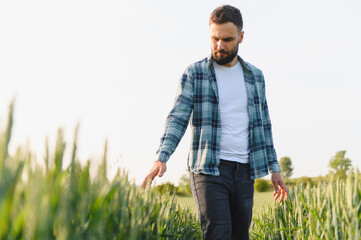 Agronomist walking and inspecting green wheat field before harvest