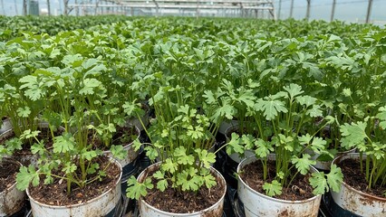 Nursery cultivation of young coriander and lettuce plants in peat mixture pots