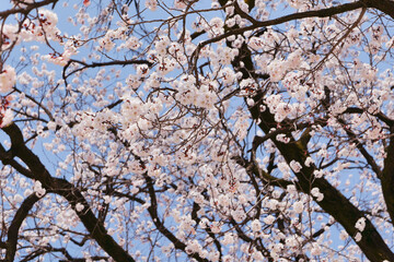 Cherry Blossom Trees in Full Bloom Against a Blue Sky
