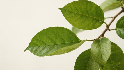 Obraz premium Detailed view of guava foliage