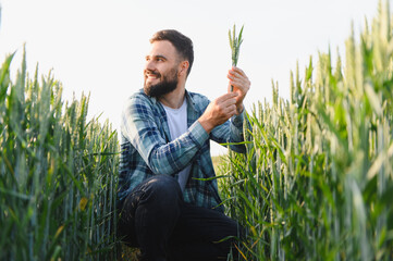 Agronomist examining wheat crop in cultivated field
