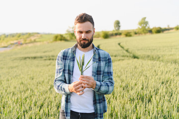 Agronomist holding and inspecting wheat spikes in cultivated field