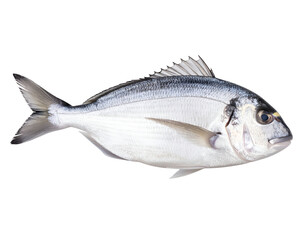 Obraz premium Freshly caught silvery fish displays its natural beauty and readiness for culinary use.