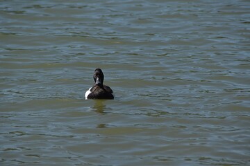 A male tufted duck is swimming in water in sunny summer day.
