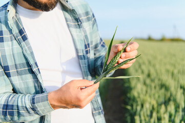Farmer examining wheat crop in cultivated field for growth and quality
