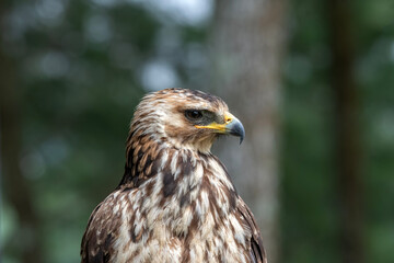Close up of a changeable white eagle