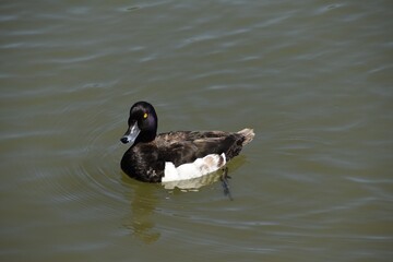 Obraz premium A male tufted duck is swimming in water in sunny summer day.