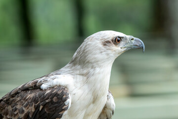 Close up of a white sea eagle