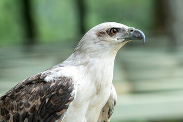 Close up of a white sea eagle