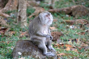 A long-tailed macaque rests on a rock, holding food, in a forested area with green grass and scattered leaves.