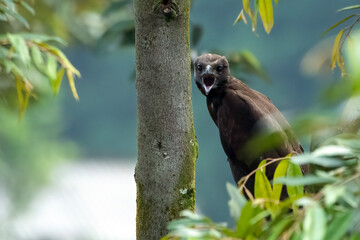 a young eagle shouted from a distance