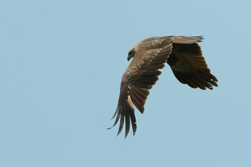 Changeable hawk eagle flying in the sky
