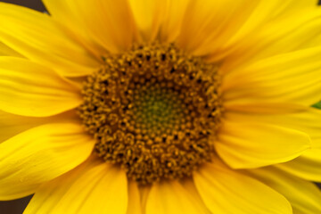 Obraz premium Sunflower, Sonnenblume