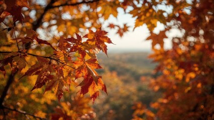 Detailed view of fall leaves with a soft-focus backdrop, no individuals shown.