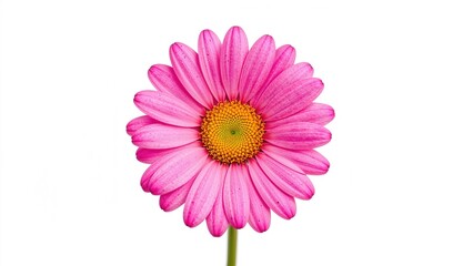 Extreme close view of a pink daisy showcasing yellow stamens