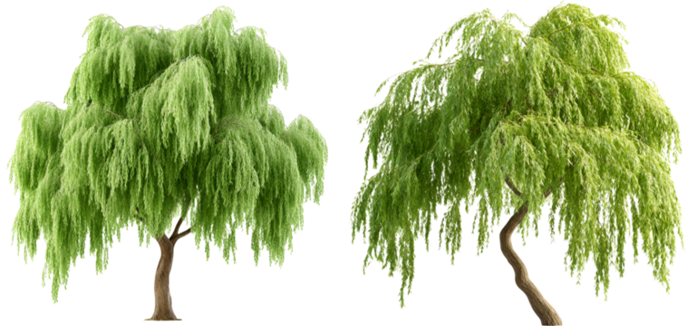 Two large weeping willow trees with gracefully drooping lush green branches against a plain white background