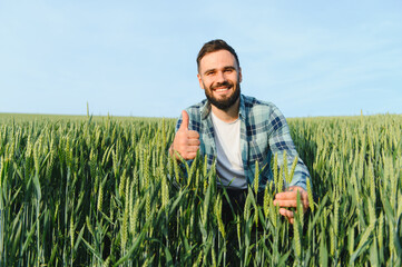 Farmer inspecting wheat field and showing thumbs up sign