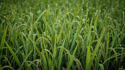 Fototapeta premium Macro perspective of flourishing rice vegetation in a submerged plot, emphasizing sustainable farming and classic agricultural practices