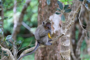 A juvenile macaque sits on a tree branch, eating a banana in a lush tropical forest.