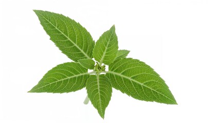 Isolated leaves of marsh fleabane (Pluchea indica) on white background with clipping path, close-up.