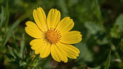 Obraz premium Detailed shot of a bright yellow Mexican aster blossom with focused center
