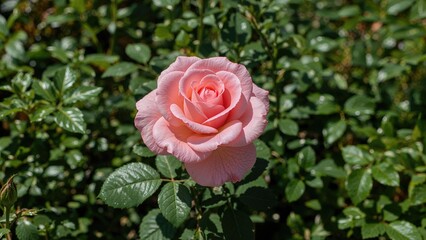 Vibrant pink rose thriving amidst garden greenery